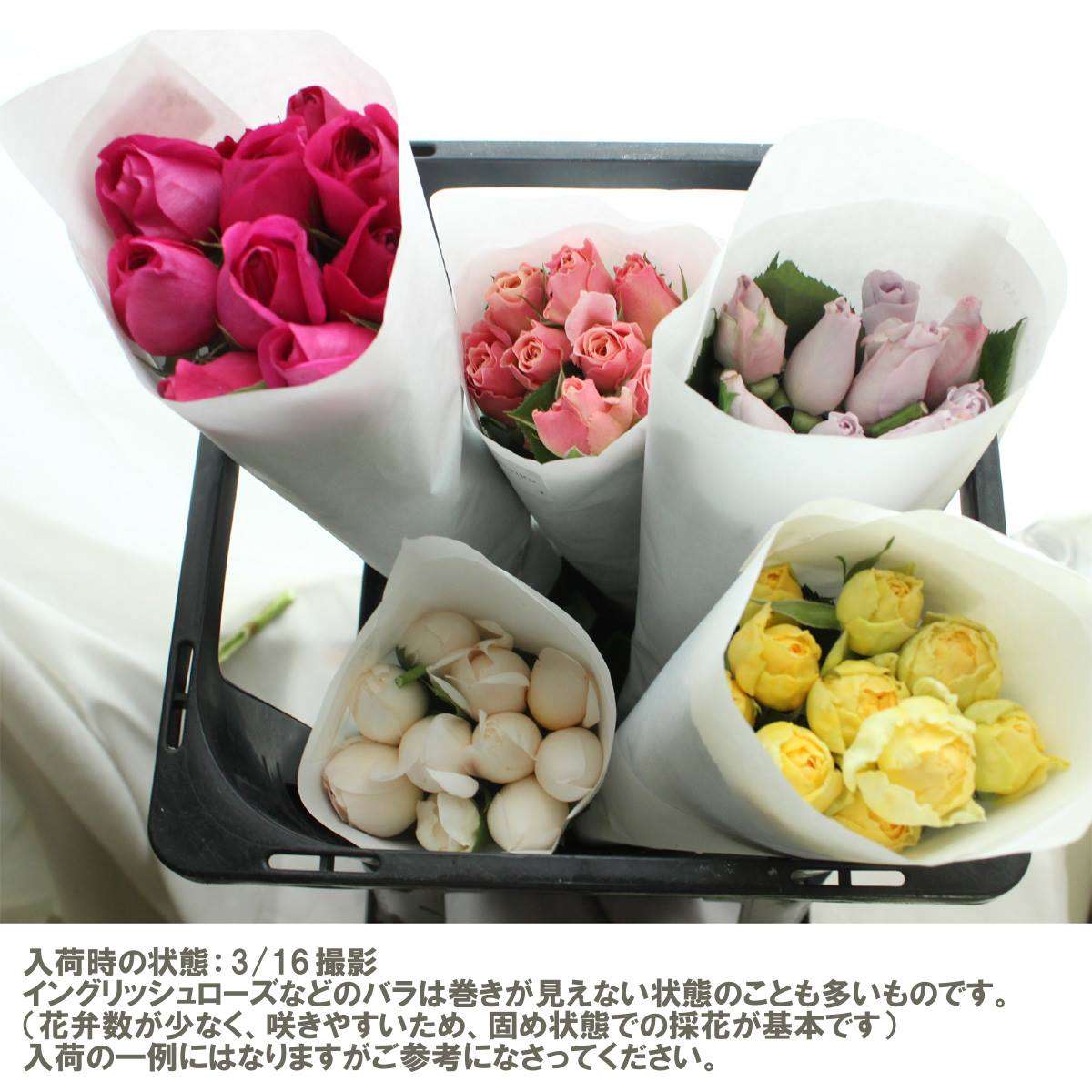 生花】大井農園 バラ クレイジーワン ※入荷少量 - 花材通販はなどんや