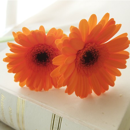 生花】ガーベラ(オレンジ):今週のオトク!※品種、芯色などおまかせ