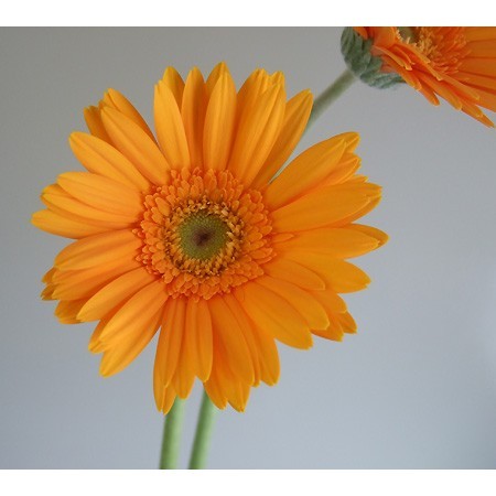 生花】ガーベラ(オレンジ):今週のオトク!※品種、芯色などおまかせ
