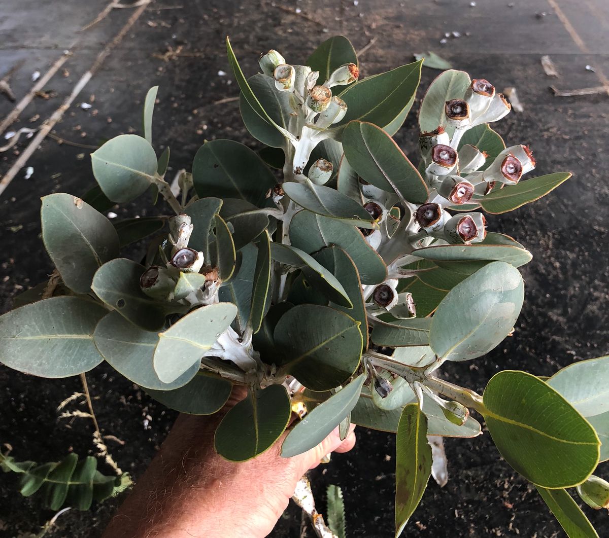 生花】ユーカリ テトラゴナナッツ スプレー 30cm 【OTOT】 【早締切-74