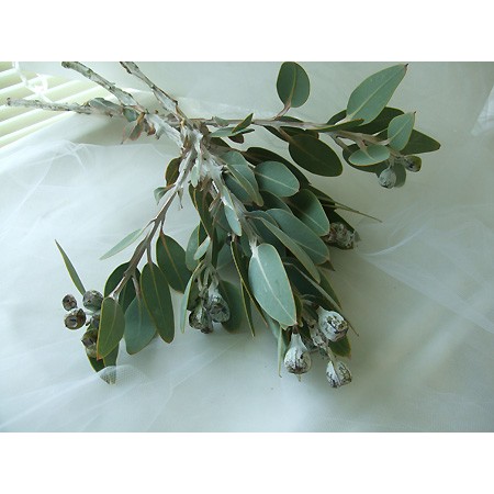 生花】ユーカリ テトラゴナナッツ スプレー 30cm 【OTOT】 【早締切-74