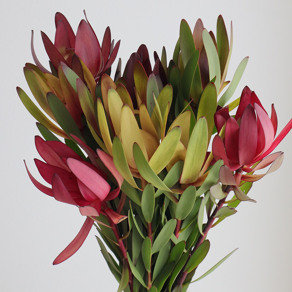 生花】リューカデンドロ 1輪咲きサファリサンセット(赤大輪)60cm程度