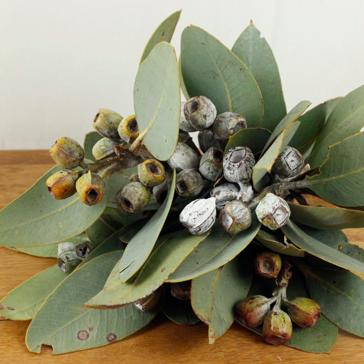 生花】ユーカリ テトラゴナナッツ(30cm程度)オーストラリア産 早締切