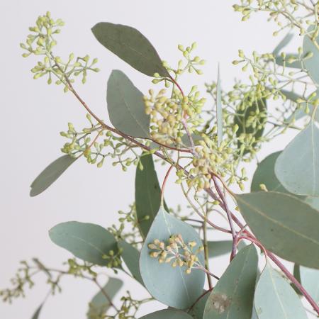 生花】ポプラスベリー〔グリーン〕束単位【OTOT】 - 花材通販はなどん