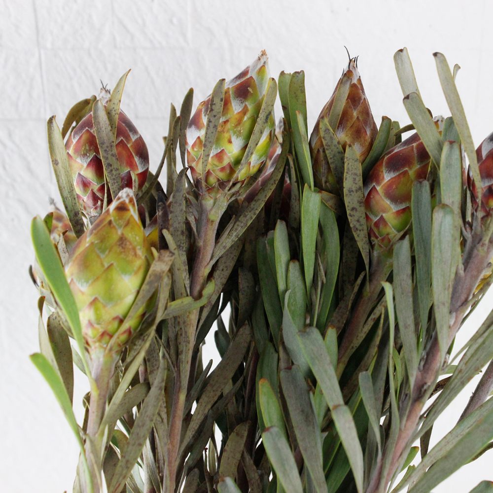 直前】リューカデンドロ プルモサス(実もの系・茶) - 花材通販はなどん