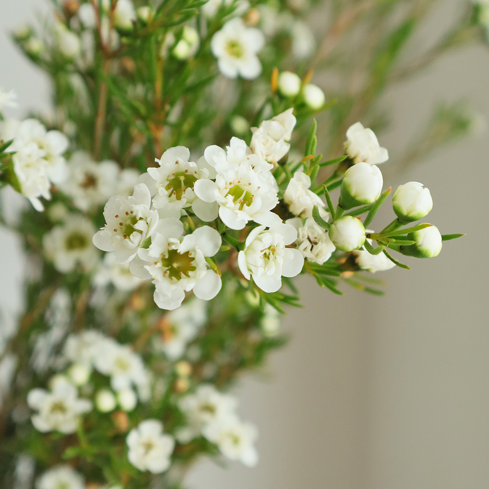 直前】【生花】ワックスフラワー ルルダブルホワイト(八重)::※入荷少