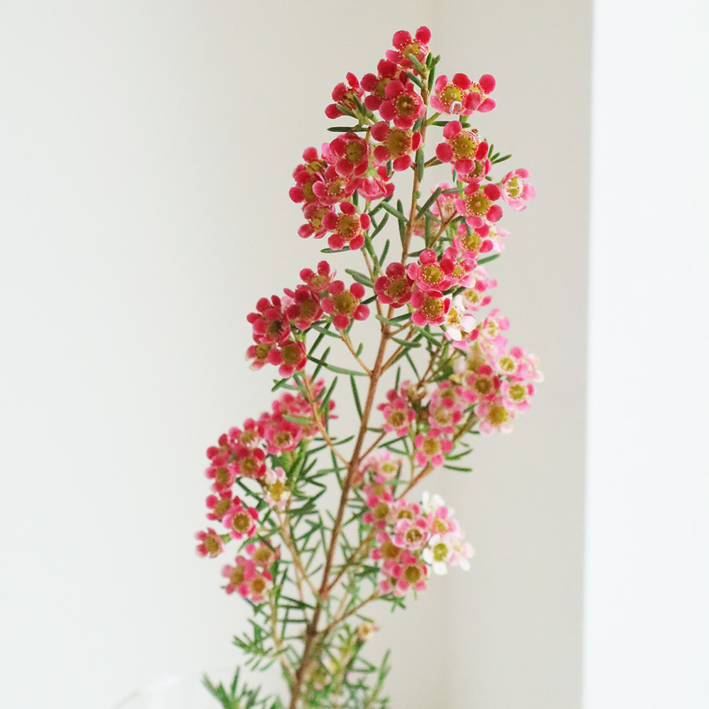 生花】ワックスフラワー スイートシックスティーン(ピンク/白)【OR-89