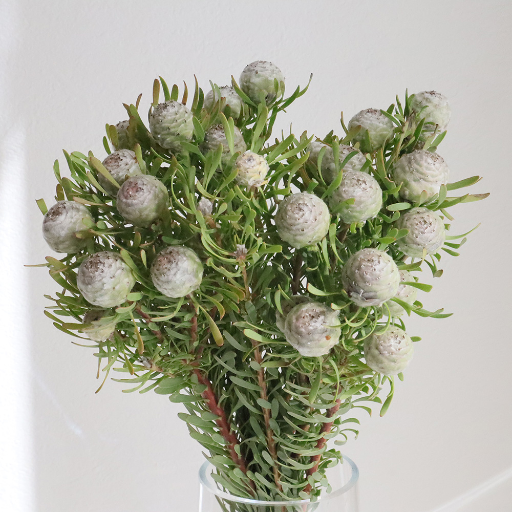 生花】リューカデンドロ シルバーパール(シルバー系) 50cm程度 【OR-83