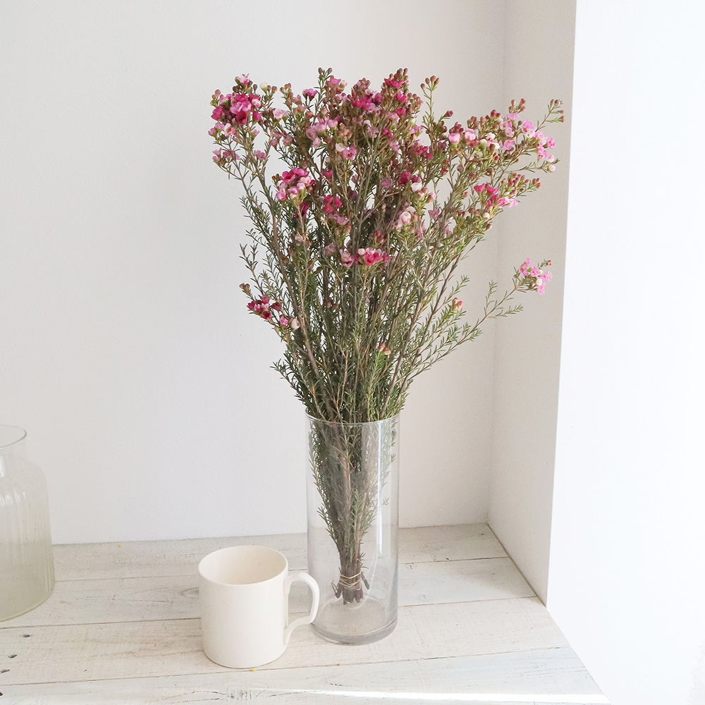 直前!!!】ワックスフラワー ピンク系おまかせ【生花】 - 花材通販は