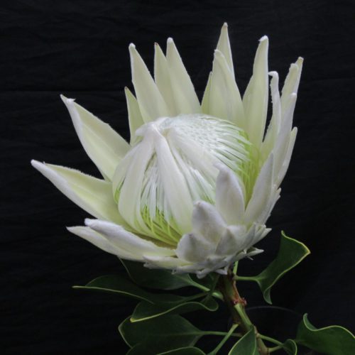 直前!】キングプロテア アークティックアイス(白) 南アフリカ産【OTOT