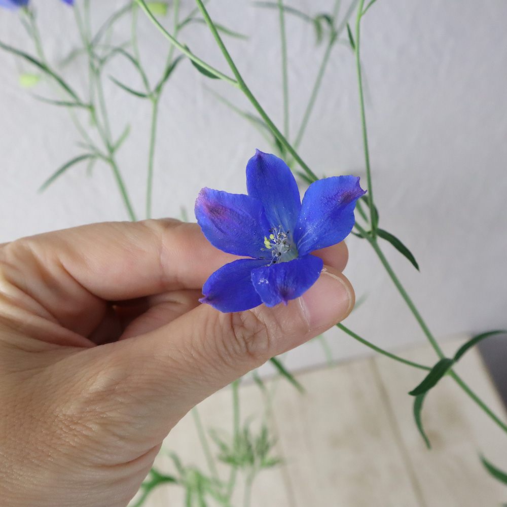 生花】デルフィニューム グランブルーSP(A50cm)今週のオトク【OT