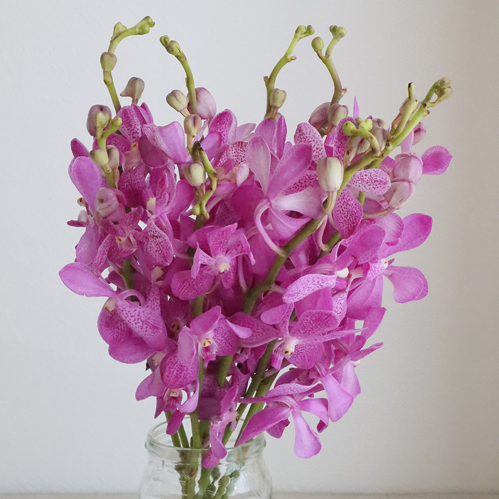 生花】モカラ レックピンク(ピンク/丸弁/ドット) - 花材通販はなどんや