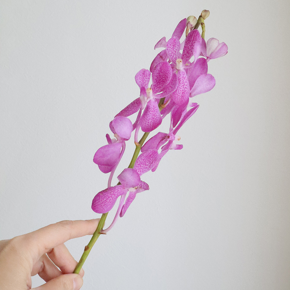 生花】モカラ レックピンク(ピンク/丸弁/ドット) - 花材通販はなどんや