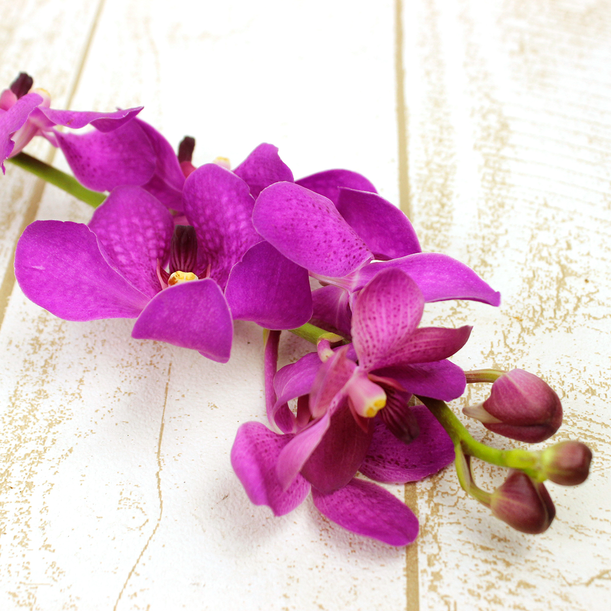 直前!】モカラ ルアンサタデー(濃いピンク)::【生花】 - 花材通販は