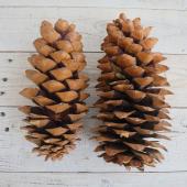 ドライ/即納】【P3-25】J・flow/ジャイアントコーン 巨大松ぼっくり