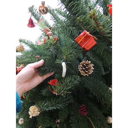 生花ご予約】本物のモミの木 クリスマスツリー(4-5feet)※宅急便不可