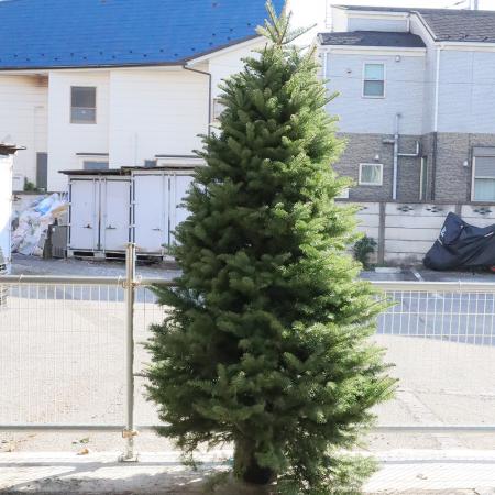 生花ご予約】本物のモミの木 クリスマスツリー(8-9feet)※宅急便不可