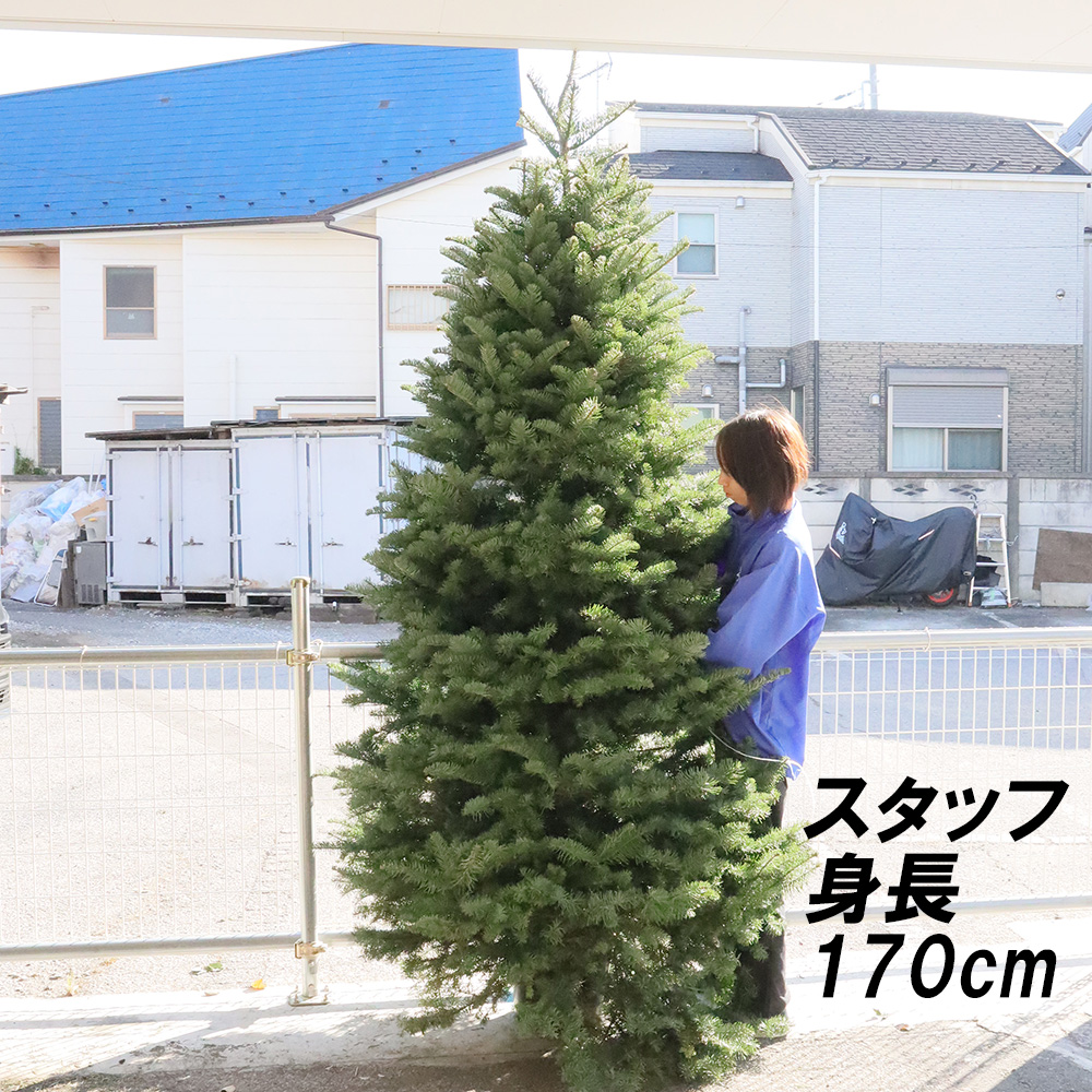 生花ご予約】本物のモミの木 クリスマスツリー(8-9feet)※宅急便不可