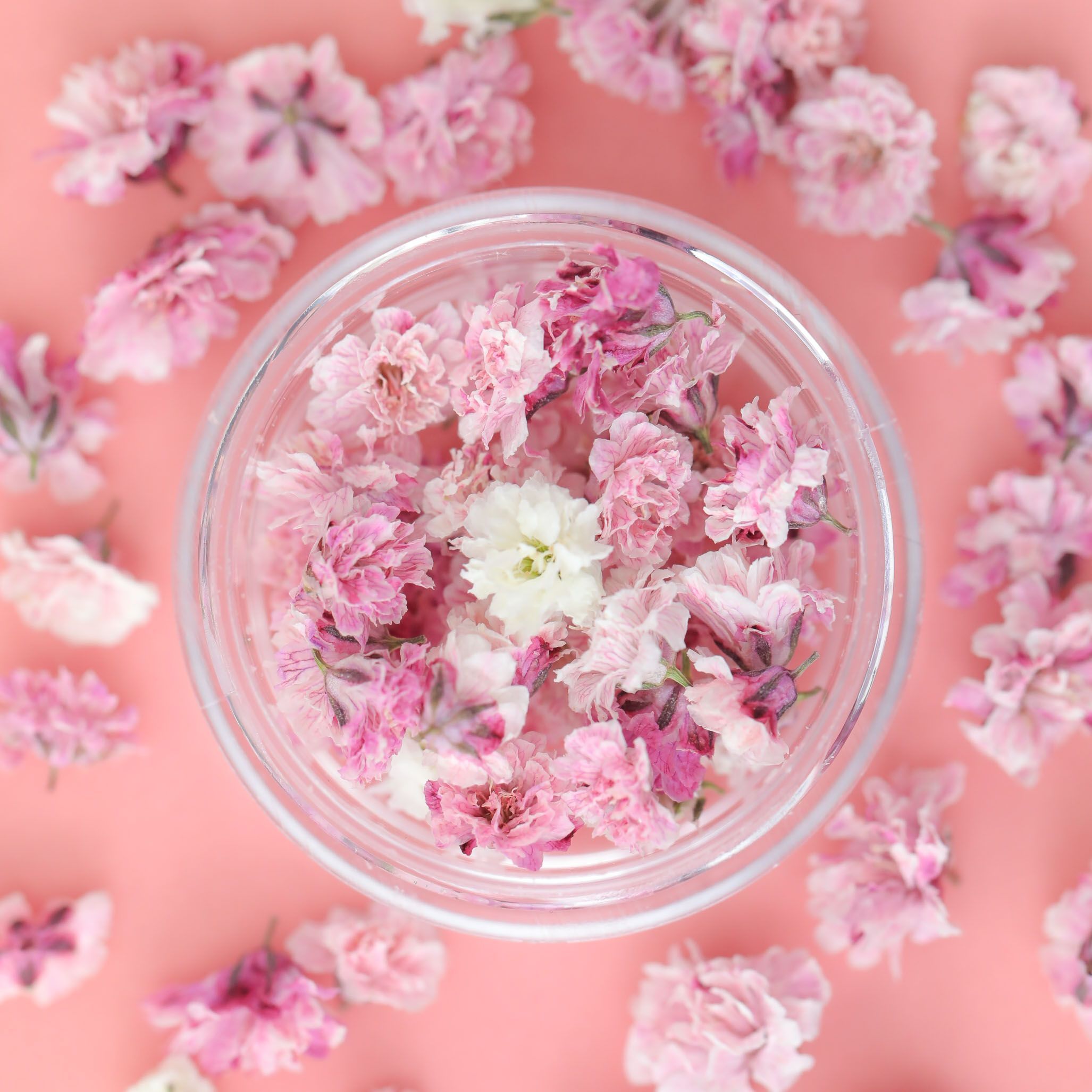 小分け】かすみ草 つぼみ ケース入り 全17色 レジン封入花材 | ク