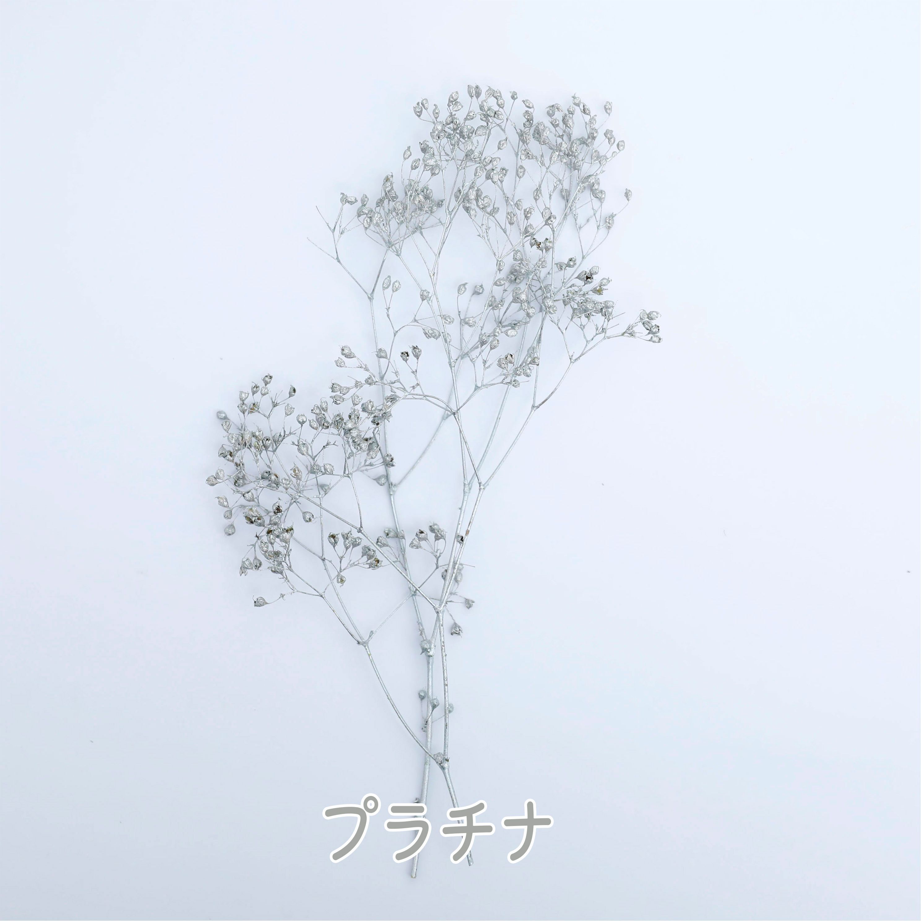 小分け】ソフトミニカスミ草 (ゴールド・シルバー・プラチナ) 小分け