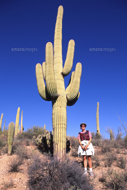 サボテン（弁慶柱）[20070004752]の写真・イラスト素材｜アマナイメージズ