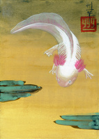 1匹のウーパールーパー[02425000048]の写真・イラスト素材｜アマナ