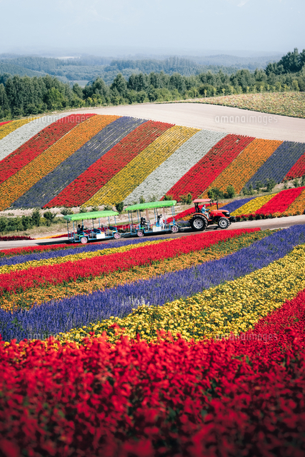 色鮮やかな北海道美瑛町の四季彩の丘[66552000016]の写真・イラスト
