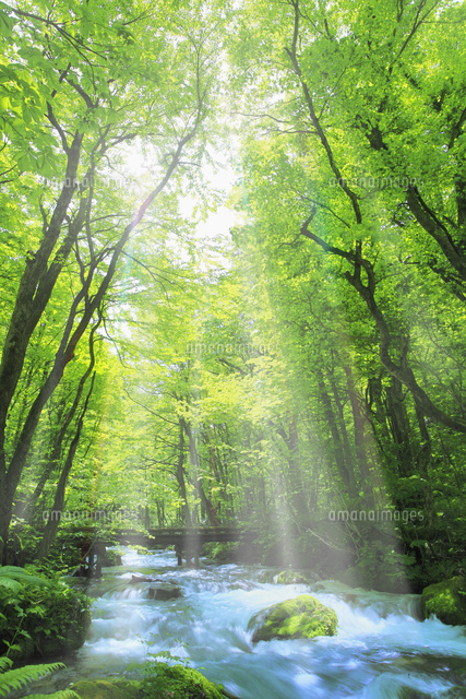 新緑の奥入瀬渓流に光芒[10061002275]の写真・イラスト素材｜アマナ