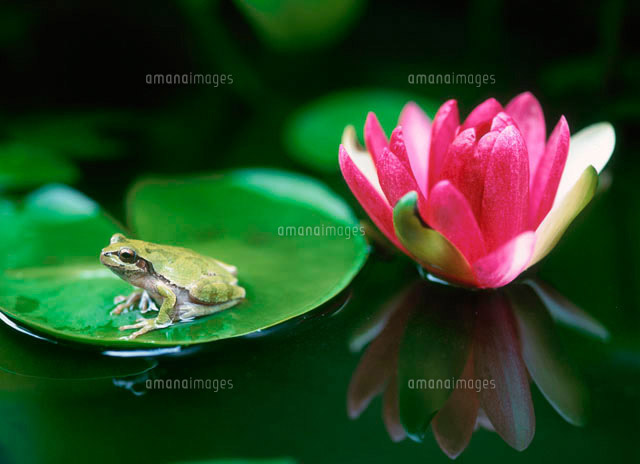 睡蓮とカエル[10171000914]の写真・イラスト素材｜アマナイメージズ
