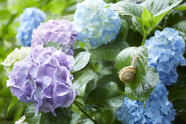 紫陽花とカタツムリ[10179011214]の写真・イラスト素材｜アマナイメージズ