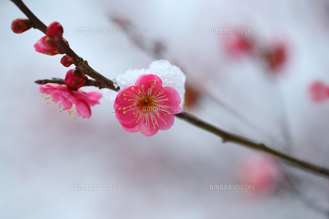 雪に咲く紅梅[10189000464]の写真・イラスト素材｜アマナイメージズ