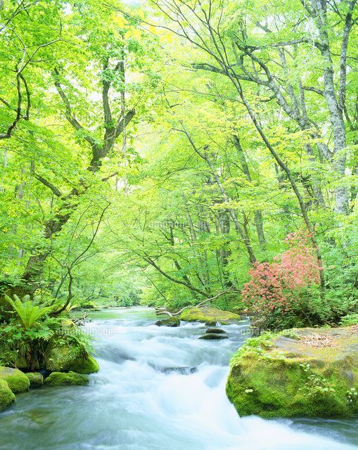 新緑の奥入瀬渓流とツツジ[10247007002]の写真・イラスト素材｜アマナ