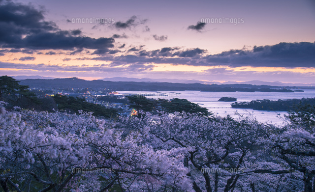 西行戻しの松公園の桜並木と夜明けの松島湾[10222014205]の写真