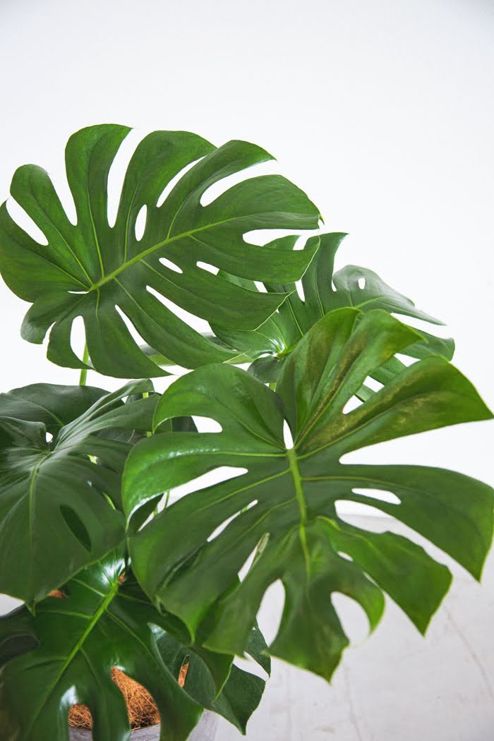 観葉植物 モンステラ（8号鉢）｜HanaPrime（ハナプライム）