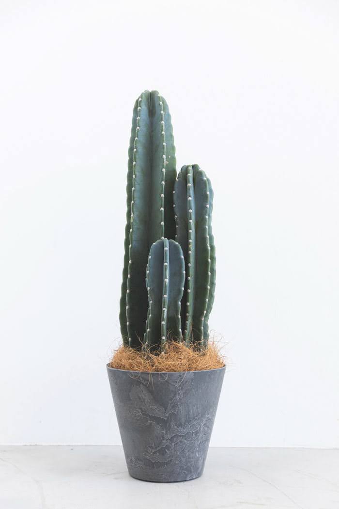 観葉植物 柱サボテン（8号鉢）｜HanaPrime（ハナプライム）