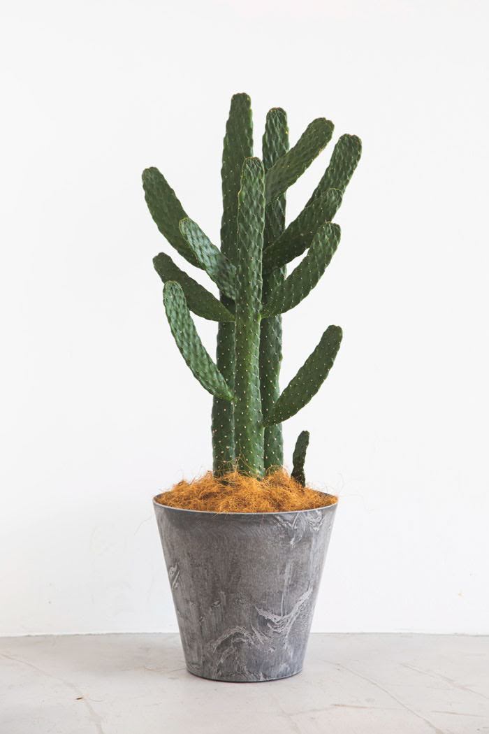 観葉植物 ウチワサボテン（7号鉢）｜HanaPrime（ハナプライム）