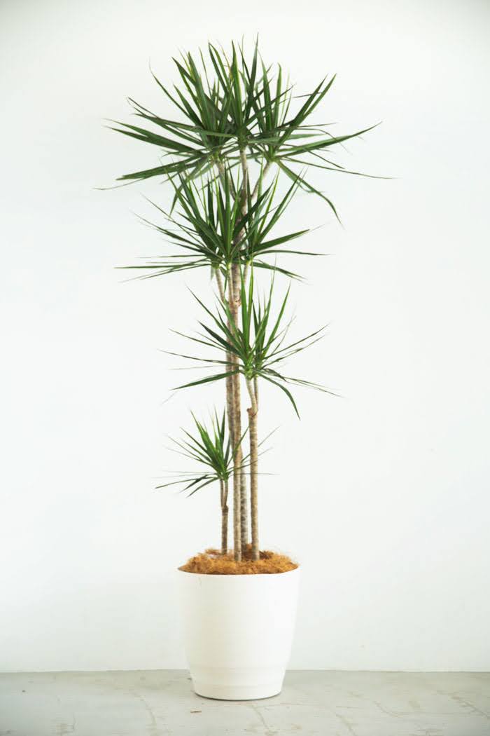 観葉植物 ドラセナ コンシンネ（10号鉢）｜HanaPrime（ハナプライム）