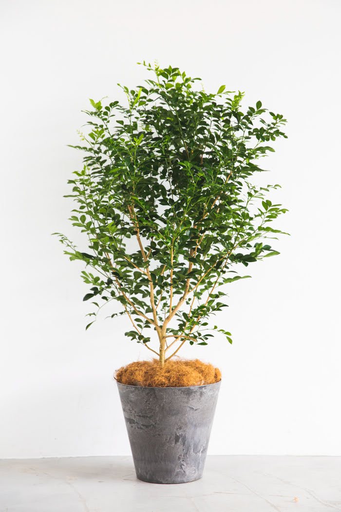 観葉植物 シルクジャスミン（8号鉢）｜HanaPrime（ハナプライム）