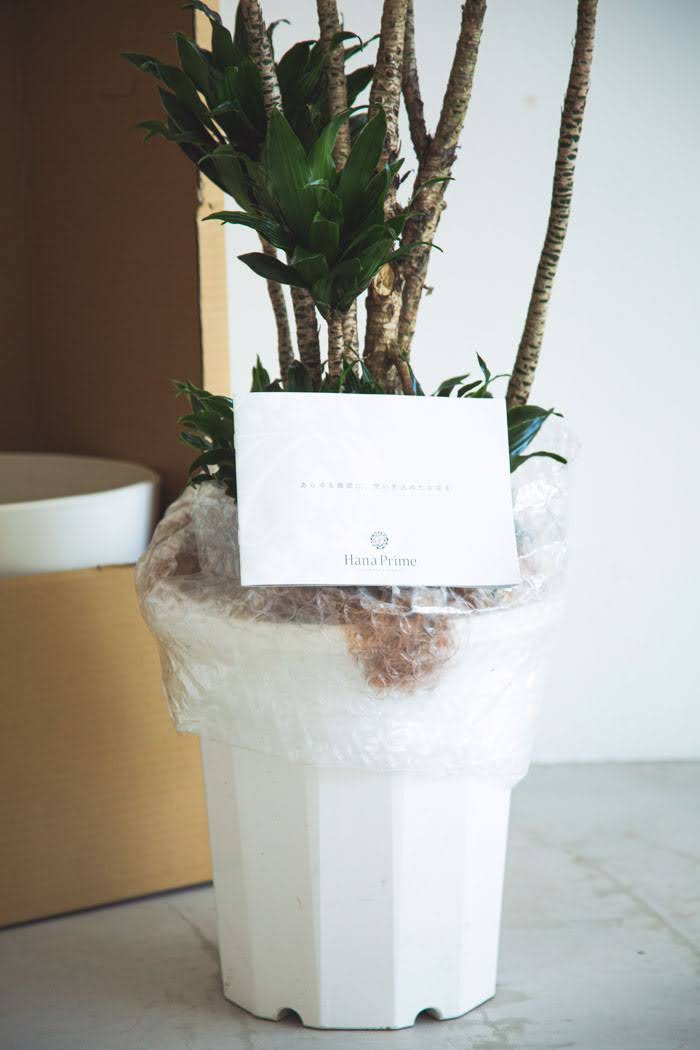 観葉植物 ドラセナ コンパクター（10号鉢）｜HanaPrime（ハナプライム）