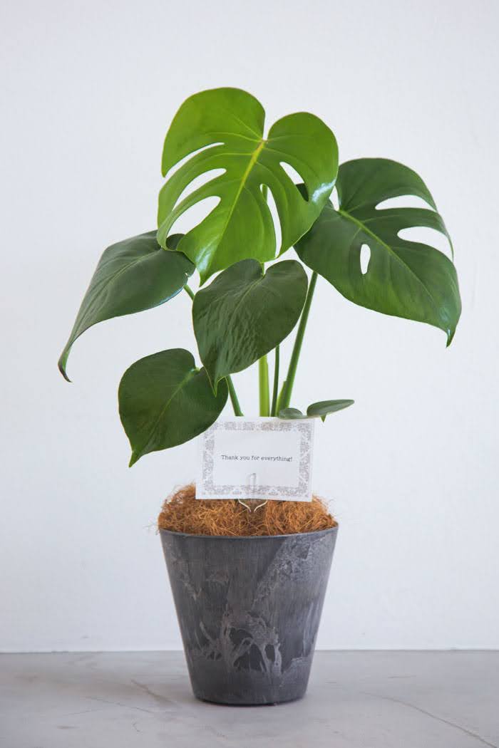 観葉植物 モンステラ（4号鉢）｜HanaPrime（ハナプライム）