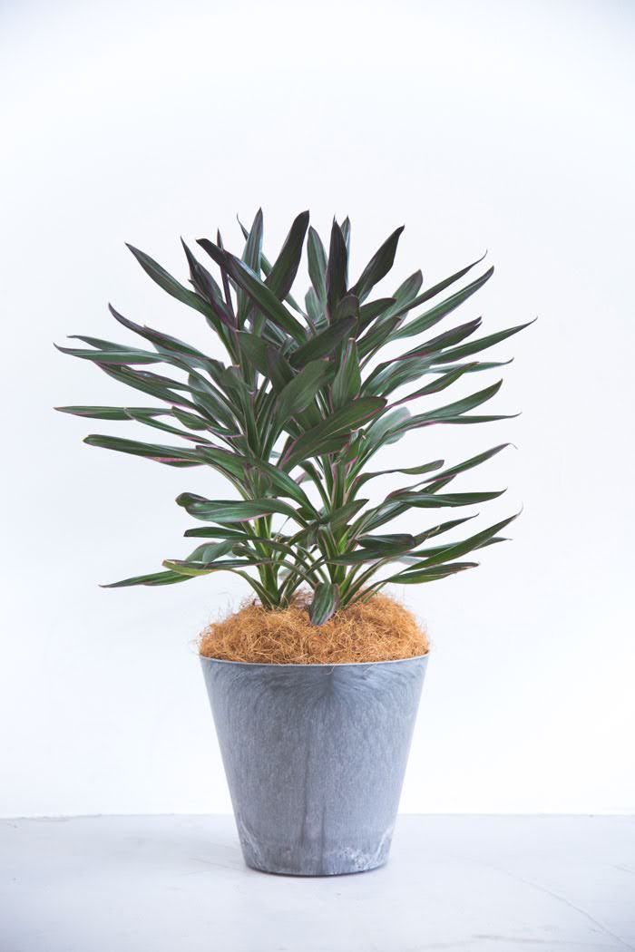 観葉植物 コルジリネサンゴ（6号鉢）｜HanaPrime（ハナプライム）