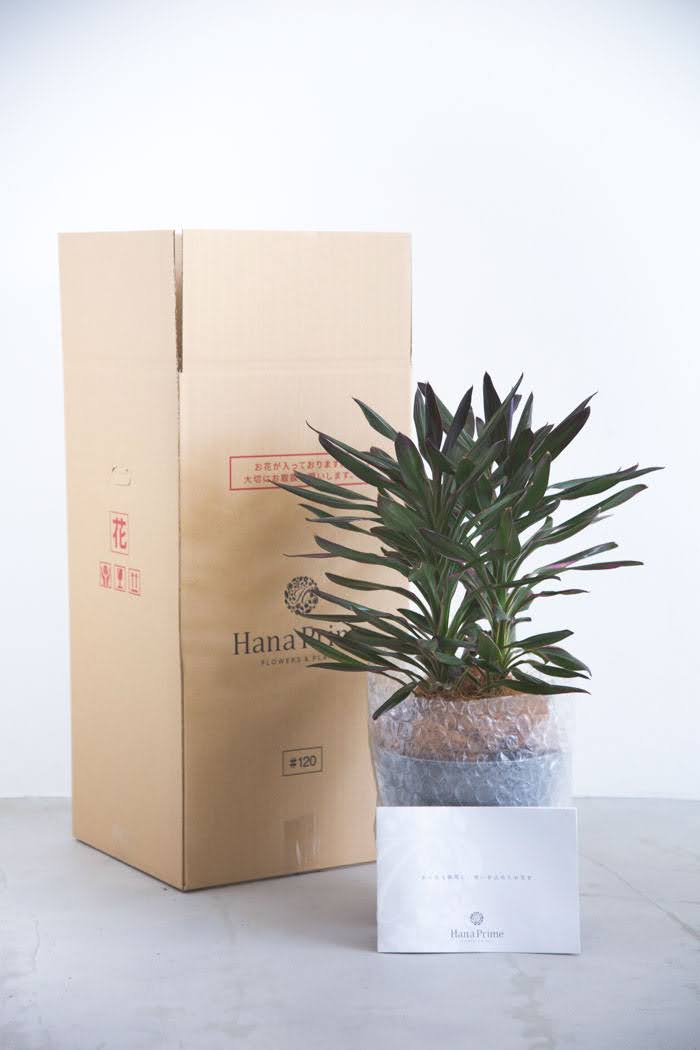 観葉植物 コルジリネサンゴ（6号鉢）｜HanaPrime（ハナプライム）