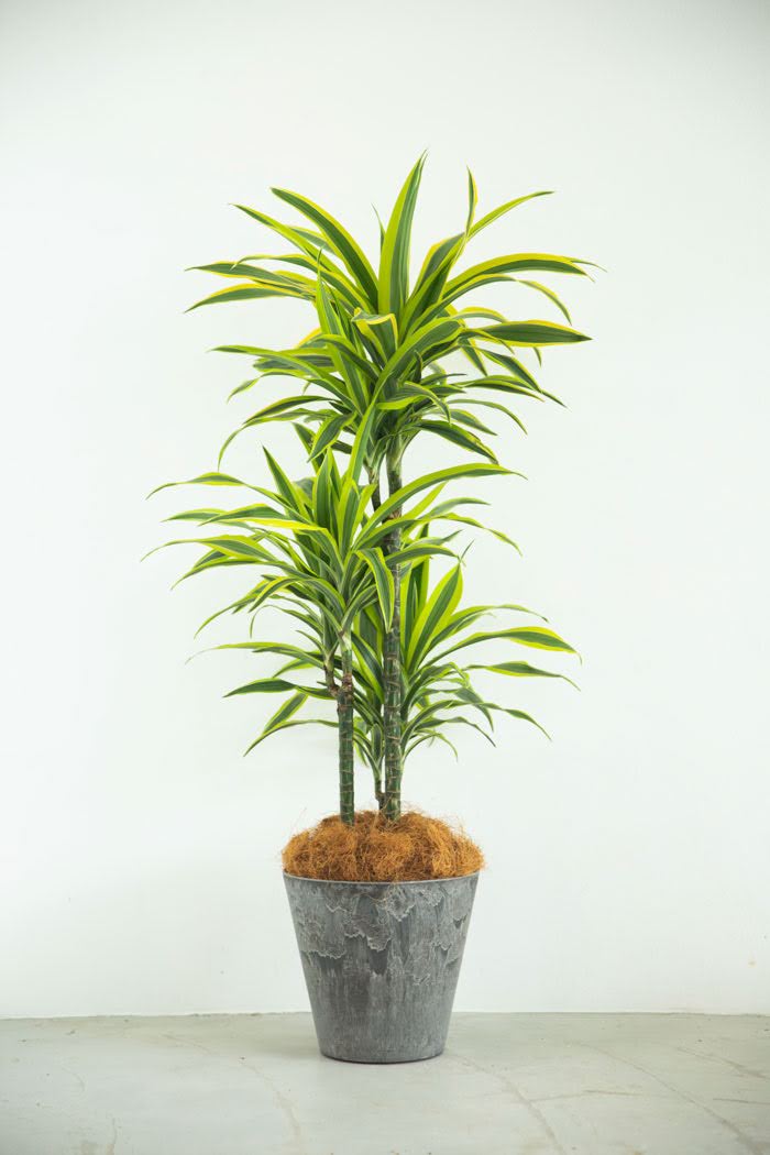 観葉植物 ドラセナ ワーネッキーレモンライム（8号鉢）｜HanaPrime