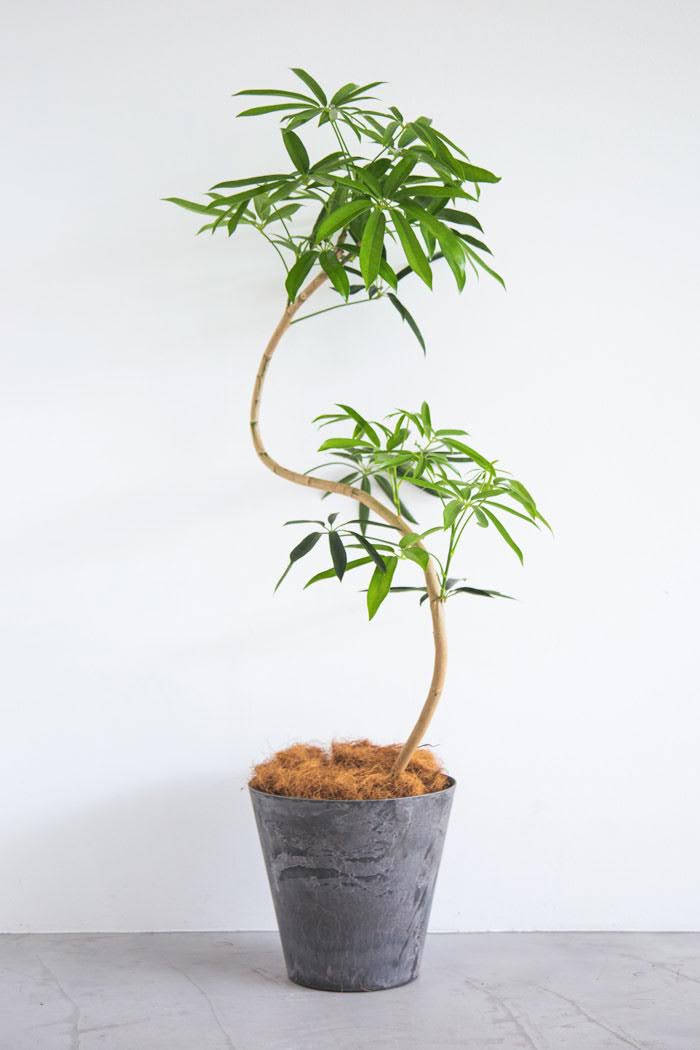 観葉植物 シェフレラ・アンガスティフォリア 曲がり（8号鉢