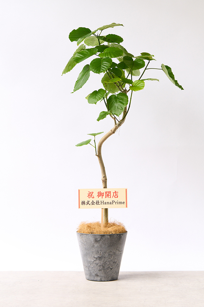 観葉植物 フィカス ウンベラータ曲がり（8号鉢）｜HanaPrime（ハナ