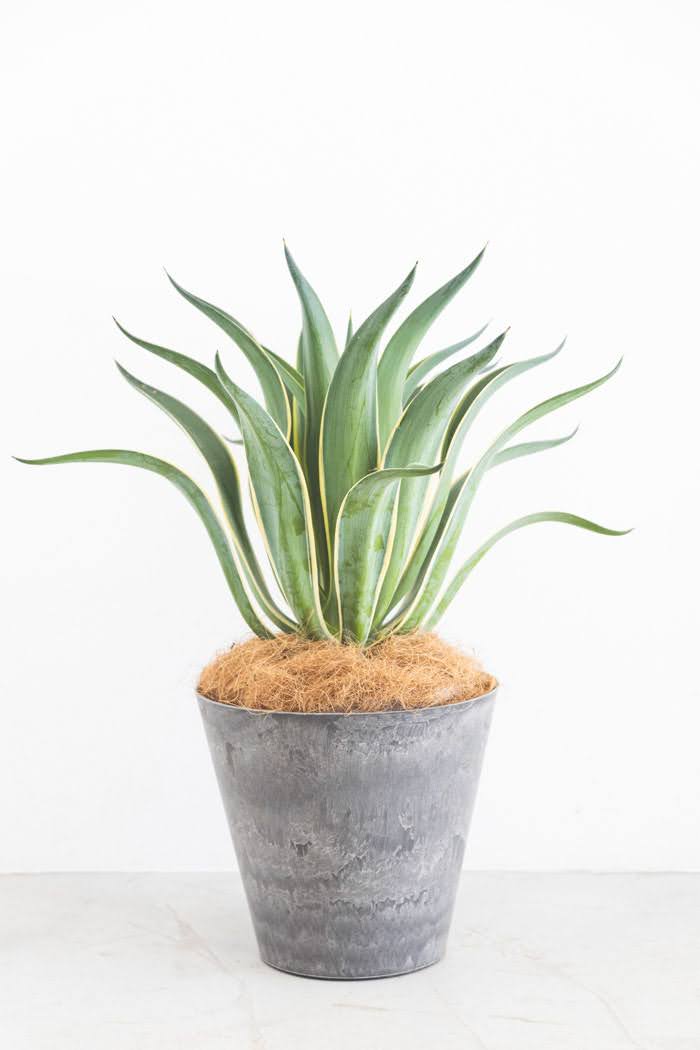 観葉植物 アガベ ベネズエラ（8号鉢）｜HanaPrime（ハナプライム）