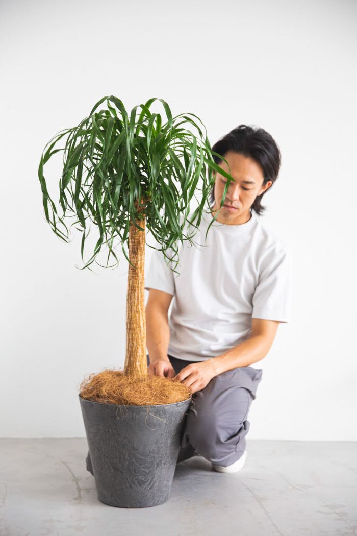 観葉植物 トックリラン ポニーテール（8号鉢）｜HanaPrime（ハナプライム）