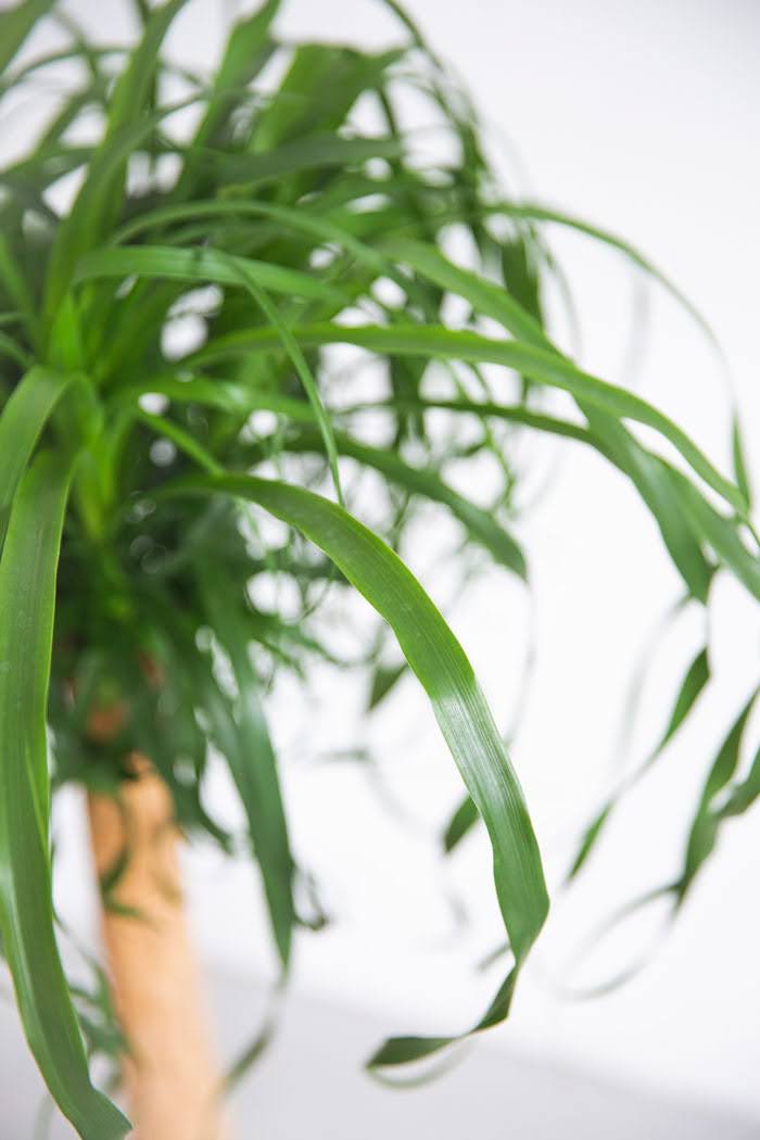 観葉植物 トックリラン ポニーテール（8号鉢）｜HanaPrime（ハナプライム）