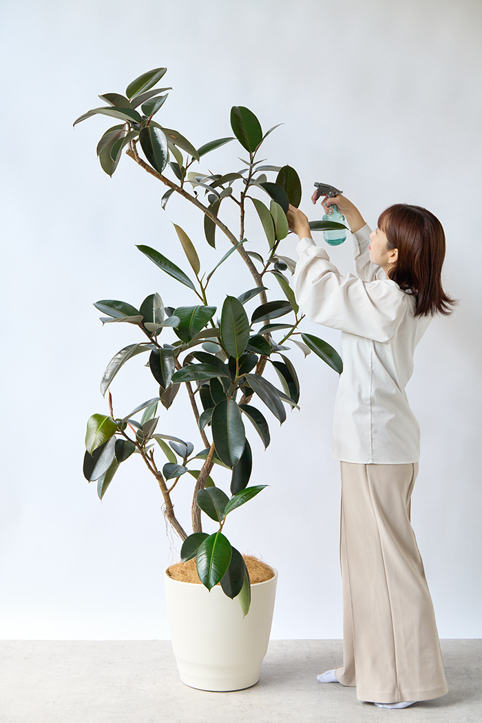 観葉植物 フィカス バーガンディ曲がり（10号鉢）｜HanaPrime（ハナ