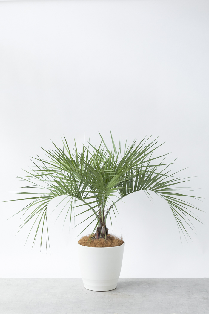 観葉植物 ココスヤシ（10号鉢）｜HanaPrime（ハナプライム）